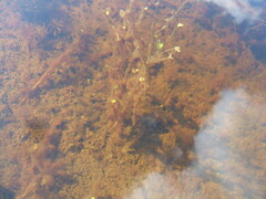 Ranunculus hyperboreus