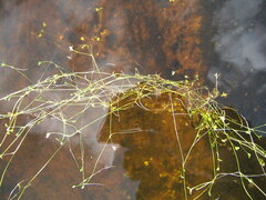 Ranunculus hyperboreus