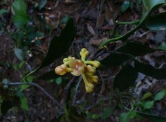 Garcinia gummi-gutta
