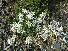 Eremogone tschuktschorum