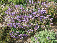 Dracocephalum palmatum