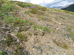 Dracocephalum palmatum