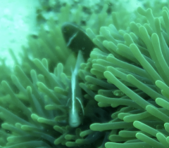 Amphiprion perideraion