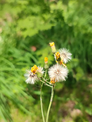 Hieracium subpellucidum