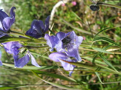 Aconitum delphiniifolium