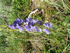 Aconitum delphiniifolium