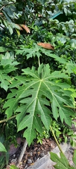 Carica papaya