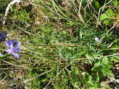 Aconitum delphiniifolium