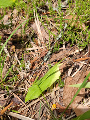 Hieracium subpellucidum