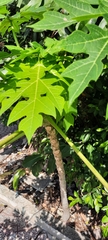 Carica papaya