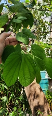 Magnoliopsida