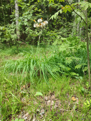 Hieracium subpellucidum