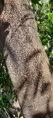 Magnoliopsida