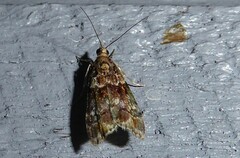 Eudonia minualis