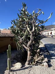 Opuntia cochenillifera