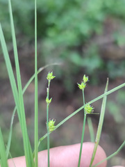Carex brunnescens
