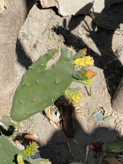 Opuntia cochenillifera