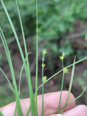 Carex brunnescens