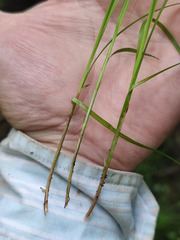 Carex brunnescens