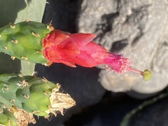 Opuntia cochenillifera