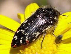 Acmaeodera rubronotata