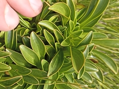 Gentianella bellidifolia