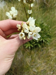 Gentianella bellidifolia