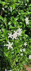 Magnoliopsida