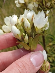 Gentianella bellidifolia