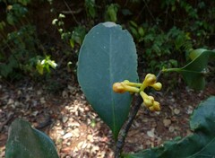 Garcinia gummi-gutta