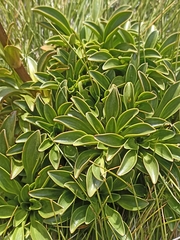 Gentianella bellidifolia