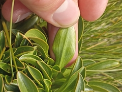 Gentianella bellidifolia