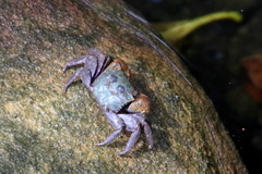 Parasesarma erythodactylum