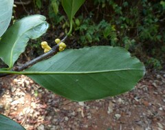 Garcinia gummi-gutta