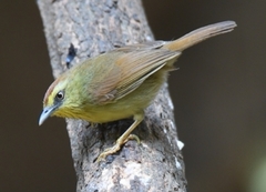 Mixornis gularis