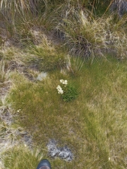 Gentianella bellidifolia