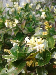 Palicourea boqueronensis