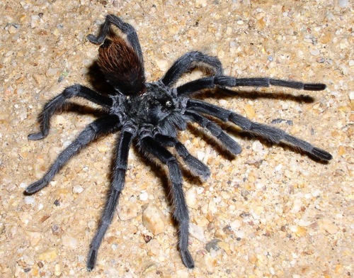Tucson Bronze Tarantula