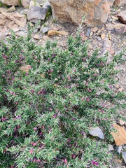 Astragalus fasciculifolius