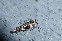 Pyroderces deamatella