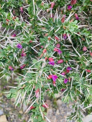 Astragalus fasciculifolius