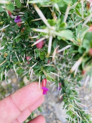 Astragalus fasciculifolius