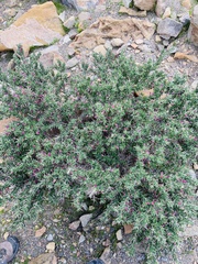 Astragalus fasciculifolius