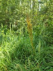 Rumex longifolius