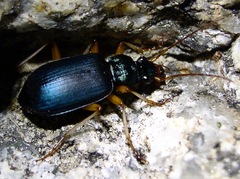 Chlaenius leucoscelis