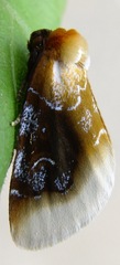 Chrysoecia scira