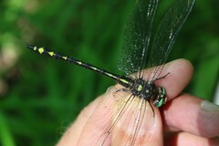 Cordulegaster obliqua