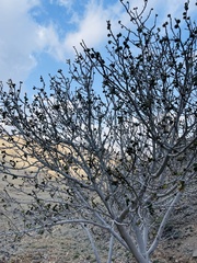 Ficus johannis
