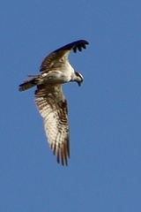 Pandion haliaetus