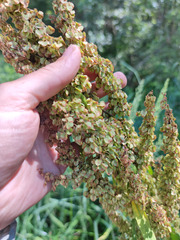 Rumex longifolius